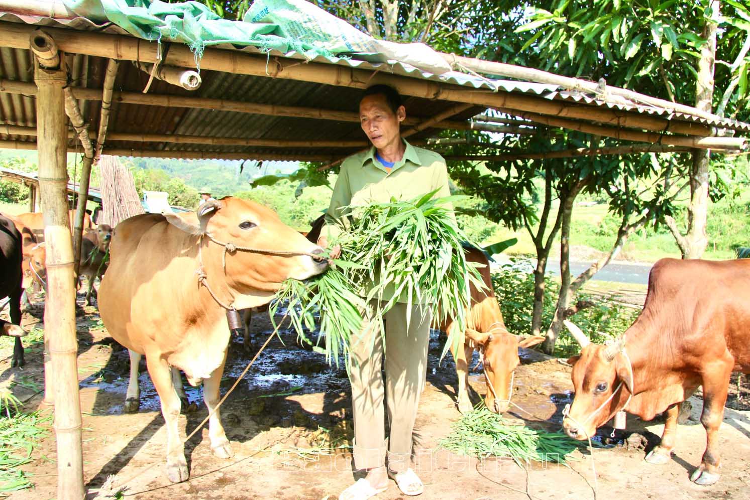 chăn nuôi gia súc